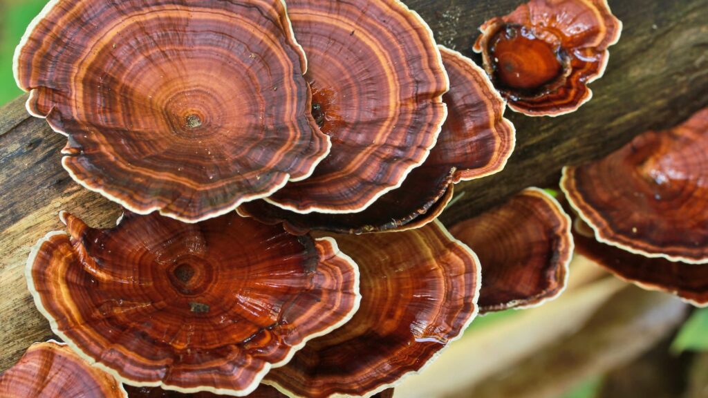Reishi Mushroom For Fatty Liver